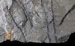 Walchia piniformis (SCHLOTHEIM 1820) - Bild © FossNet FossilienStore